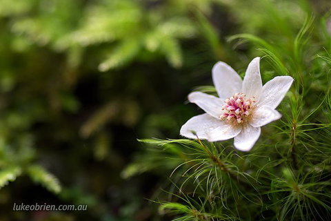 Mt Field And Styx Valley Photography Tour - Lismore Accommodation 5