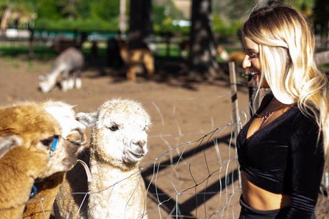 O'Reilly's & Lamington National Park Incl. Alpaca Farm + Vineyard - Lismore Accommodation 3