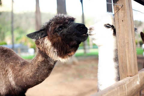 O'Reilly's & Lamington National Park Incl. Alpaca Farm + Vineyard - Lismore Accommodation 4