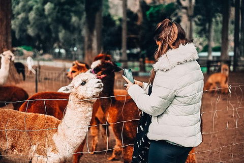 O'Reilly's & Lamington National Park Incl. Alpaca Farm + Vineyard - Lismore Accommodation 5