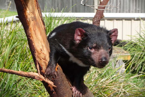 Tasmania 4 Day East Coast + Launceston - Lismore Accommodation 2