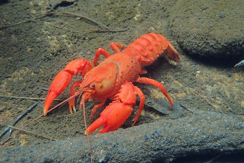 Blue Mountains Empress Canyon Adventure From Wentworth Falls - Lismore Accommodation 4