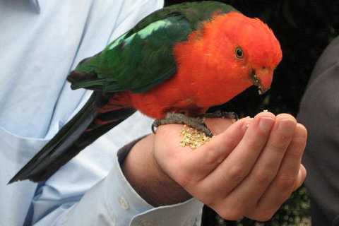 O'Reilly's & Lamington National Park From Brisbane - Lismore Accommodation 1