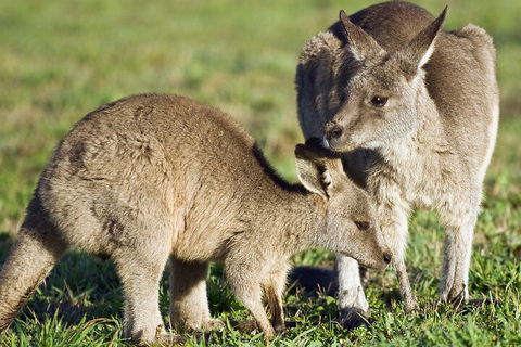 LGBT+ Friendly Full Day Phillip Island Private Tour - Lismore Accommodation 3