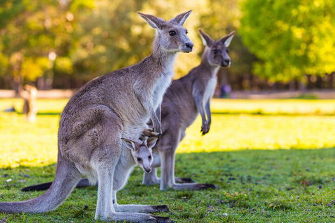 LGBT+ Friendly Full Day Phillip Island Private Tour - Lismore Accommodation 4