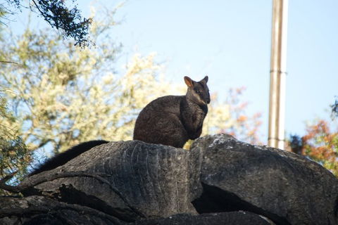 The Explorers' Discovery Tour - Gold, Wine & Wildlife - Lismore Accommodation 4