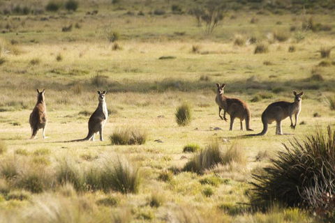 The Explorers' Discovery Tour - Gold, Wine & Wildlife - Lismore Accommodation 5