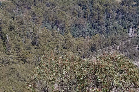 Leven Canyon Day Trip Including Wings Wildlife Park Or Gunns Plains Caves - Lismore Accommodation 4