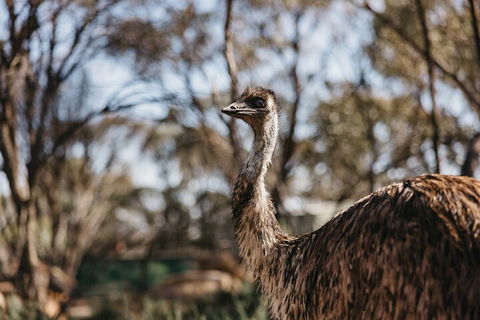 Wave Rock, York, Wildflowers, And Aboriginal Cultural Day Tour From Perth - Lismore Accommodation 4