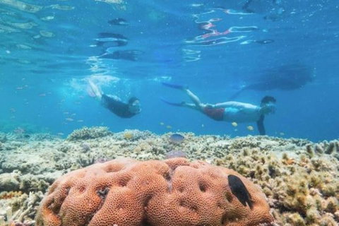 Great Barrier Reef Day Cruise To Reefworld - Lismore Accommodation 1