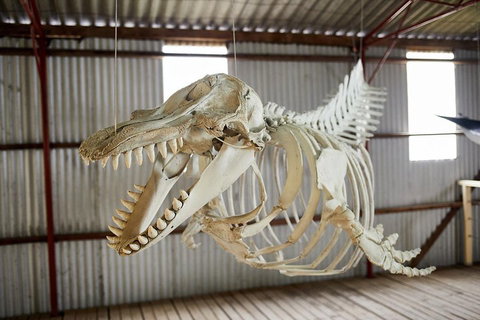 Albany's Whale Story - Lismore Accommodation 3