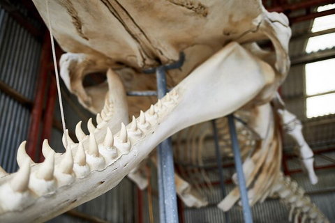 Albany's Whale Story - Lismore Accommodation 5