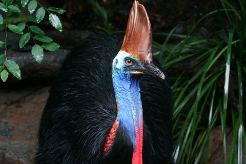 Cape Tribulation, Daintree Rainforest And Wildlife Tour - Lismore Accommodation 5