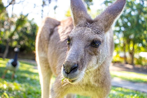 Virtual Interactive Australian Wildlife Tour With Private Guide-Wildlife Habitat - Lismore Accommodation 2
