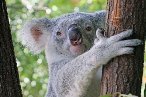 Virtual Interactive Australian Wildlife Tour With Private Guide-Wildlife Habitat - Lismore Accommodation 3