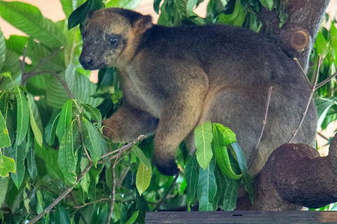 Virtual Interactive Australian Wildlife Tour With Private Guide-Wildlife Habitat - Lismore Accommodation 4