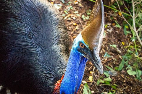 Virtual Interactive Australian Wildlife Tour With Private Guide-Wildlife Habitat - Lismore Accommodation 5