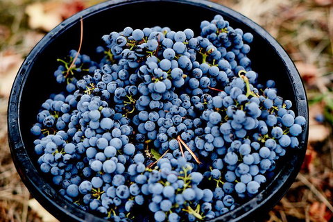 Melbourne City Tour And Half Day Yarra Valley In One Day - Lismore Accommodation 4