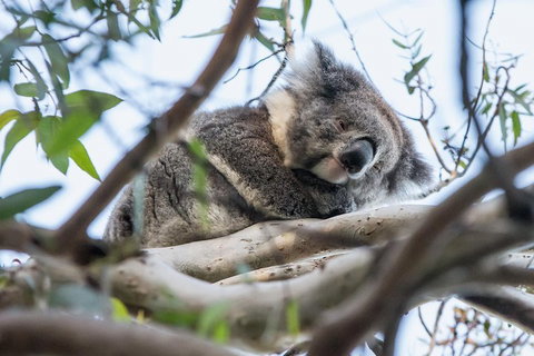Great Ocean Road And Grampians 2 Day Short Break Escape From Melbourne - Lismore Accommodation 2