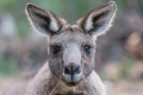 Great Ocean Road And Grampians 2 Day Short Break Escape From Melbourne - Lismore Accommodation 4