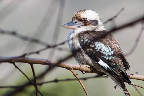 Great Ocean Road To Grampians 2 Day 1 Night Tour From Melbourne To Adelaide - Lismore Accommodation 4