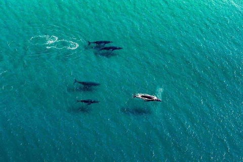 40-45 Minute Port Stephens And Stockton Beach Helicopter Flight - For 2 - Lismore Accommodation 0
