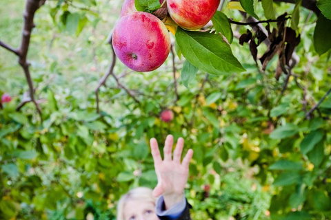 Perth Hills - Wildlife, Art & Gastronomy - Lismore Accommodation 1