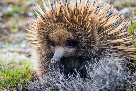 LGBT+ Friendly 3 Day Tour The Grampians, Daylesford & Ballarat - Lismore Accommodation 0
