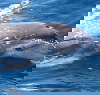 Jervis Bay Dolphin Watch Cruise - Lismore Accommodation