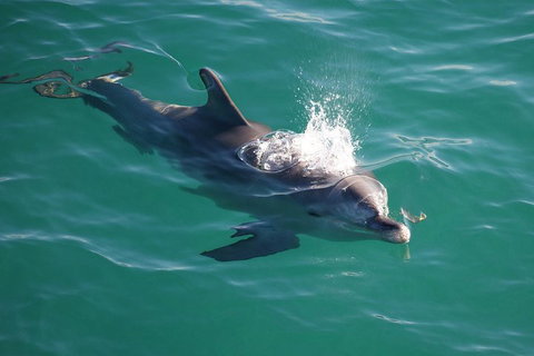 Jervis Bay Dolphin Watch Cruise - Lismore Accommodation 1