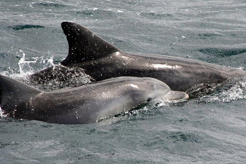 Jervis Bay Dolphin Watch Cruise - Lismore Accommodation 2