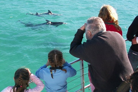 Jervis Bay Dolphin Watch Cruise - Lismore Accommodation 4