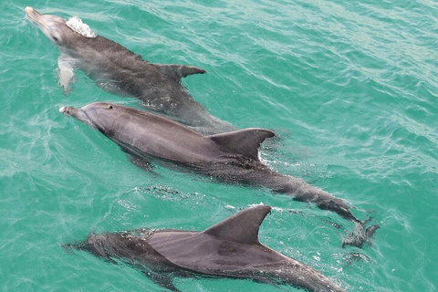 Jervis Bay Dolphin Watch Cruise - Lismore Accommodation 5