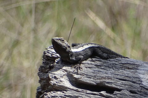 Inside The Greater Blue Mountains World Heritage - A Private Wildlife Safari Overnight - Lismore Accommodation 2