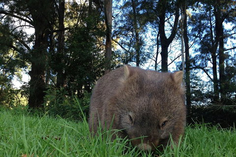 From The Mountains To The Bay - 4 Day Rediscovery Private Tour - Lismore Accommodation 5