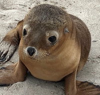 Kangaroo Island Scenic Trail Tour - Lismore Accommodation