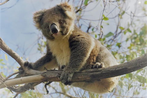 Kangaroo Island Scenic Trail Tour - Lismore Accommodation 2