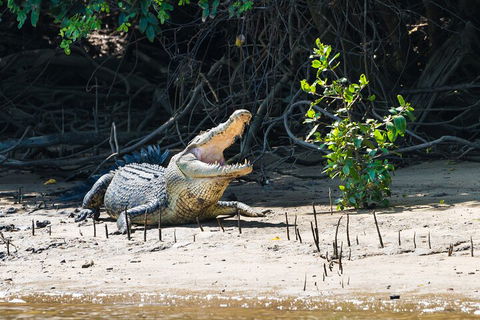 Full Day Cooktown Private Tour - Lismore Accommodation 4