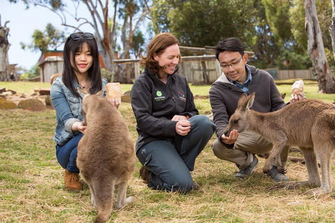 Bonorong Wildlife Park And Richmond Afternoon Tour From Hobart - Lismore Accommodation 1