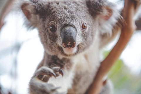 Hop-On Hop-Off Bus And PLUS 4 Merlin Attractions - Lismore Accommodation 2