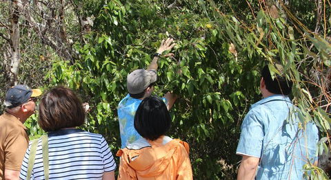 Magnetic Island Tour: Maggie Comprehensive - Lismore Accommodation 4