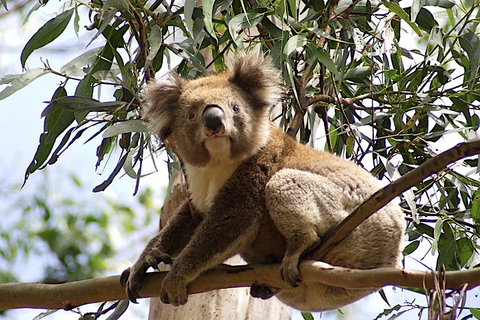 Melbourne Combo: Great Ocean Road, Puffing Billy, Moonlit Sanctuary & Penguins - Lismore Accommodation 3