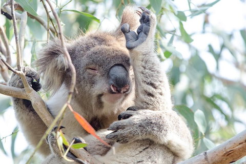 Great Ocean Road Reverse Itinerary With 12 Apostles From Melbourne - Lismore Accommodation 1