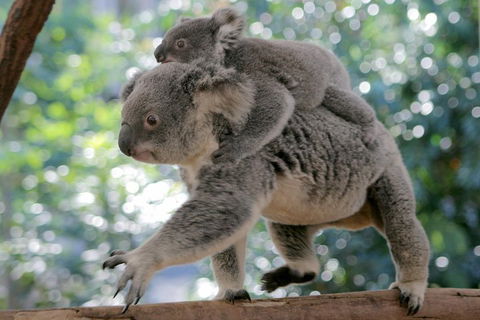 Lone Pine Koala Sanctuary Admission With Brisbane River Cruise - Lismore Accommodation 0