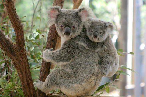 Lone Pine Koala Sanctuary Admission With Brisbane River Cruise - Lismore Accommodation 3