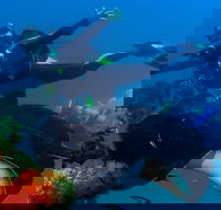 Scuba Dive the S.S. Yongala Wreck on the Great Barrier Reef. - Lismore Accommodation